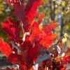 Crimson Spire Oak #5 - Image 2